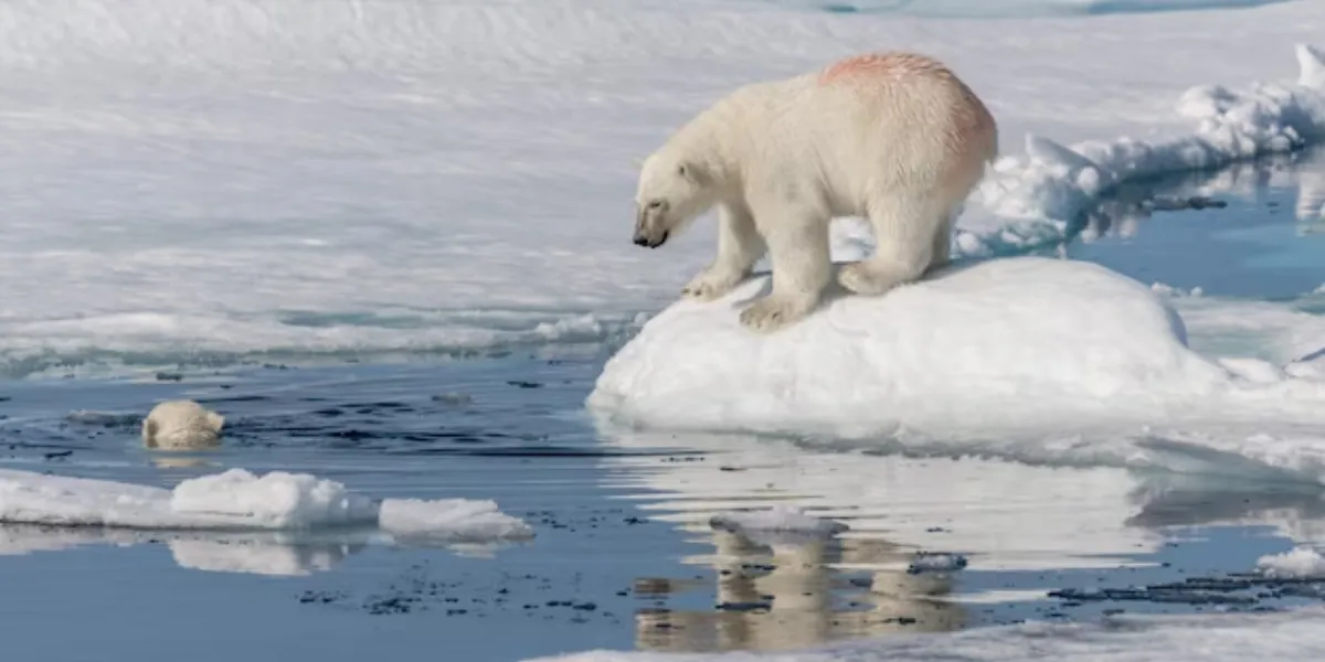 A Guide To Polar Bears In Manitoba