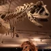 Dinosaur Museum In Alberta Is Named One Of The Best In The World