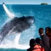 Everything You Want To Know About Whale Watching In Canada